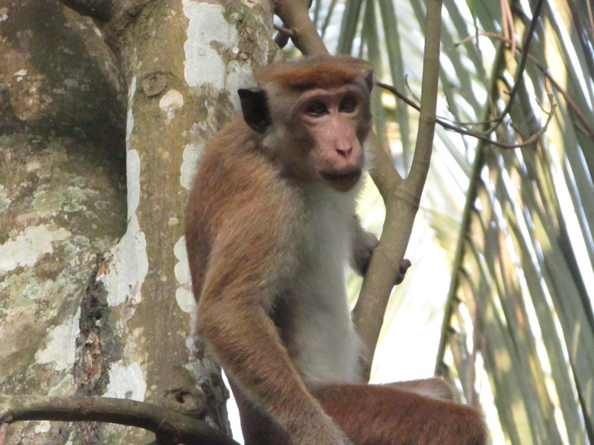 Отель Jungle Guest ,Мирисса Экстерьер фото