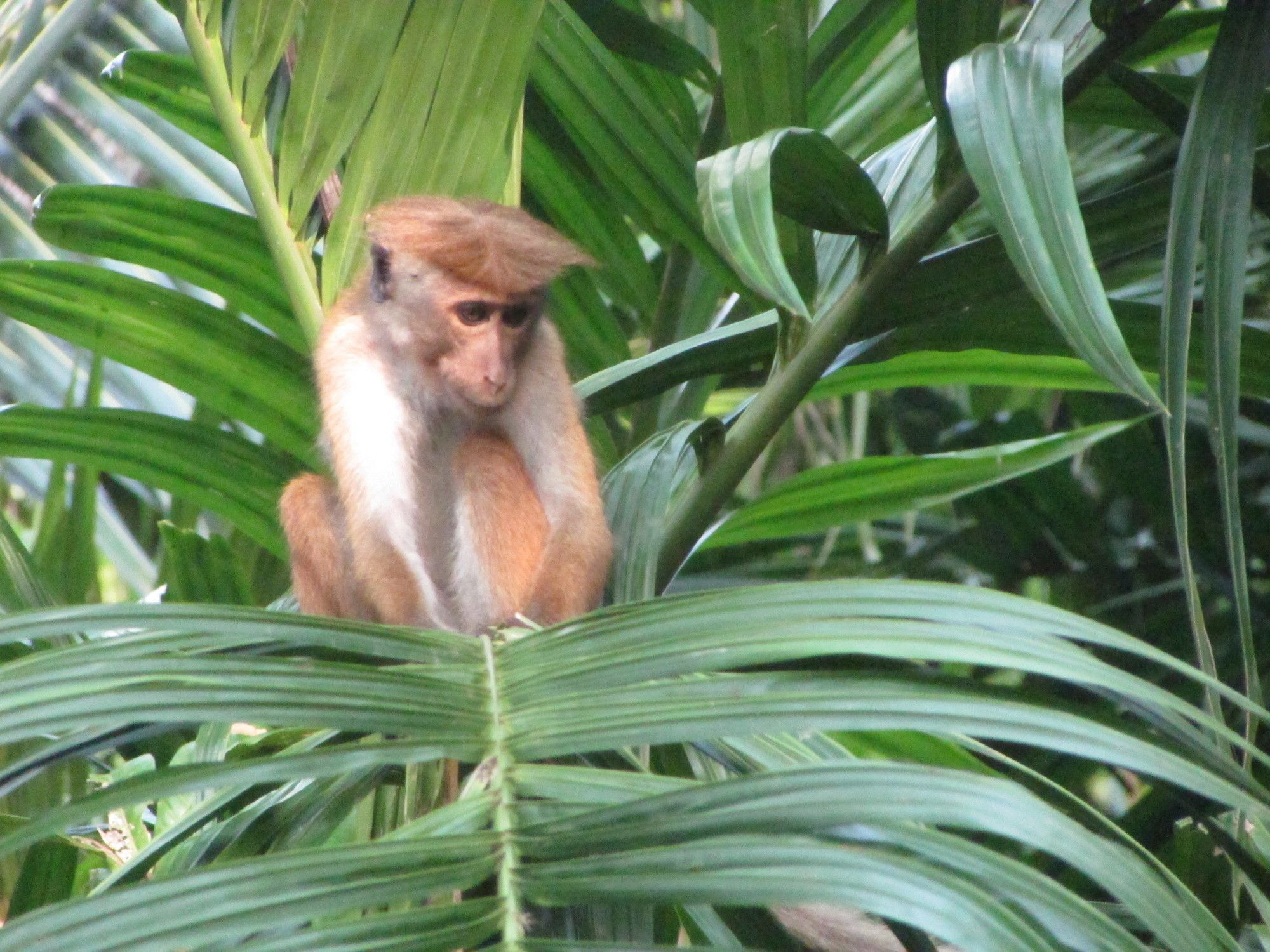 Отель Jungle Guest ,Мирисса Экстерьер фото